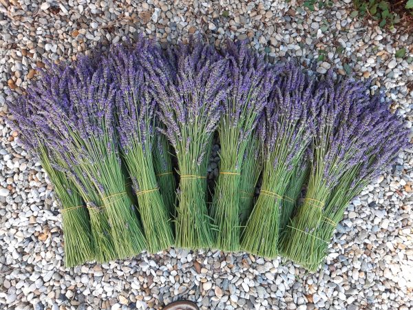 Svježi buketi lavande