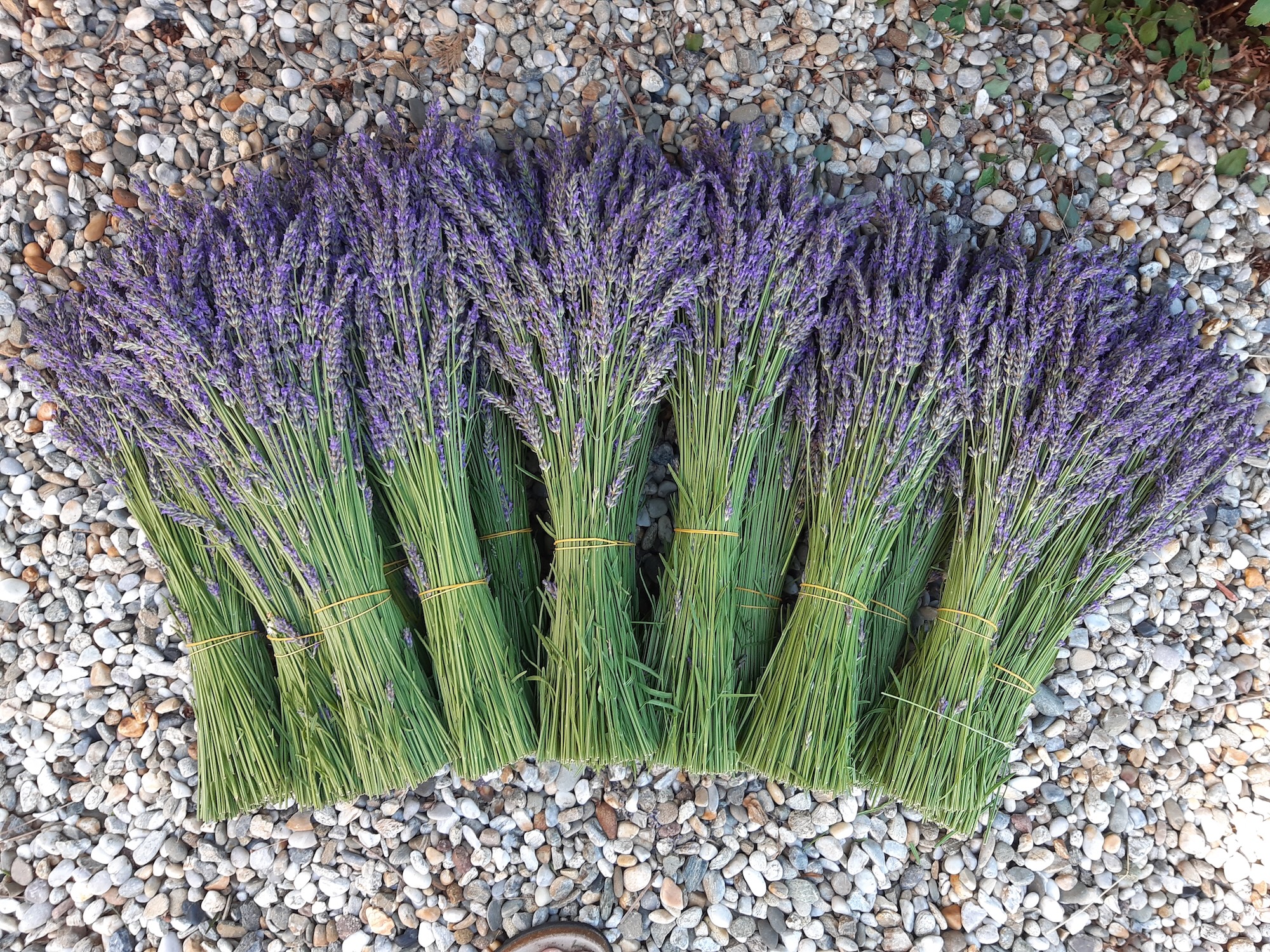 Svježi buketi lavande - Slika 1